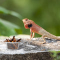 1200PCS 0.5oz Gecko Food Cups | Durable Plastic Leak-Proof Reptile Feeder Cups - for Geckos, Lizards & Small Pets | Mult
