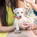 Xthrotsenk 2 Pcs Gold Large Dog Bells 1.18'' Dog Collar Loud Bells Cat Bell Collars Handmade Metal Puppy Hanging Ring Bell with Ring Pet Pendant Accessories for Dogs Cat Pet