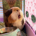 JarThenaAMCS 2Pcs Rabbit Hay Feeder Bag with 2 Holes Pink Bow Guinea Pig Hanging Hay Feeding Bag Storage Dispenser for C
