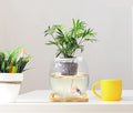 Betta Fish Bowl Glass Small Fish Tank with Bamboo Stand, Plant Propagation Station Hydroponic Terrarium with Lid beta Fi