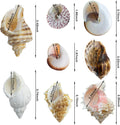 Finalery 8PCS Hermit Crab Shells，Medium & Large Natural Conch Shells