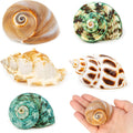 5PCS Hermit Crab Shells | Natural Sea Conch Size 2.1" - 2.8", Opening Size 0.9" - 1.5" | Medium Large Turbo Seashells fo