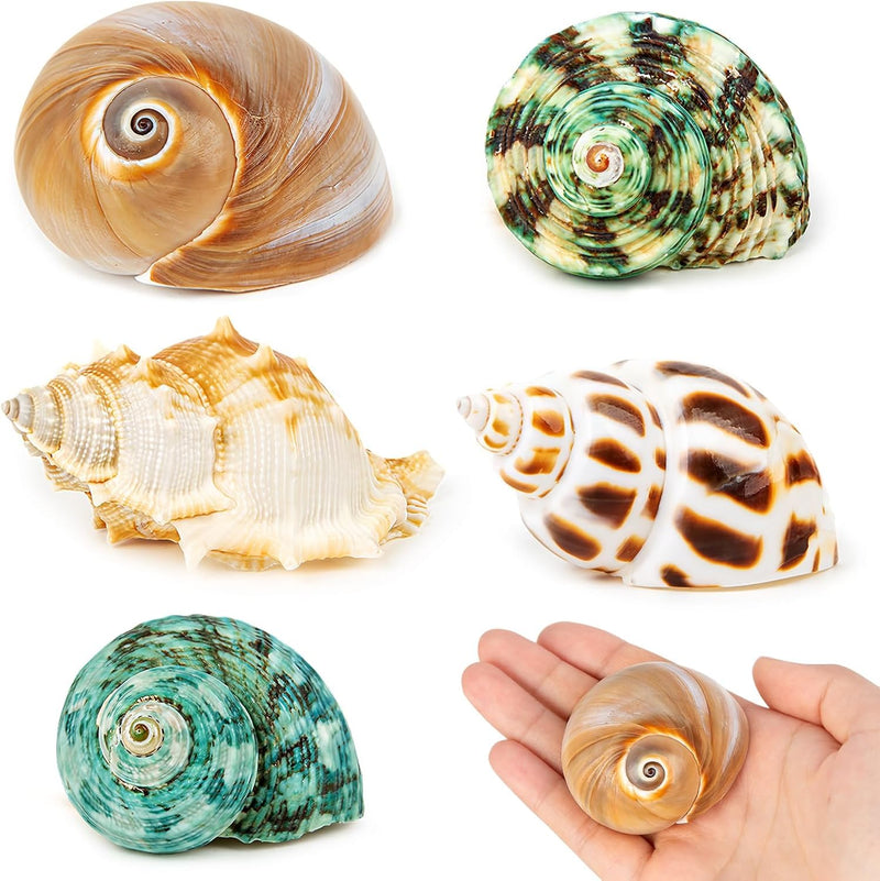 5PCS Hermit Crab Shells | Natural Sea Conch Size 2.1