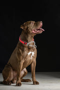 Martingale Collar for Large Dogs, Reflective Chain Dog Collar Green, L