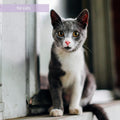 Synacore Feline - (30 Count) All Natural Formula to Provide Immune Support for Cats & Help Maintain Digestive Health - Probiotics and Vitamins for Cats - Natural Pet Products