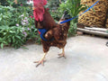 Adjustable Chicken Harness and Leash, Breathable Mesh Hen Vest for Rooster