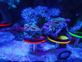 Live Coral Reef frag Rack，frag Plugs Holder for Coral，Fluorescent Acrylic Coral frag Bracket，This Set Contains 8 columna