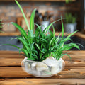 POPETPOP 5.90 Inch Clear Glass Fish Bowl Round Hydroponic Planter Vase for Daffodils Succulents Aquatic Plants Decorativ