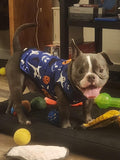 2PCS Halloween Dog Shirt XXL Sleeveless Tee Vest T-Shirt Tank Top