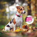 Yunleparks Martingale Dog Collar with Quick Release Buckle Steel Chain No Pull Training Reflective Collar for Medium Large Dogs(Pink, Medium)