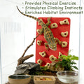 Mini Reptile Rock Climbing Wall, Terrarium Enclosure Enrichment & Habitat Décor for Bearded Dragons, Geckos, Lizards, Sn
