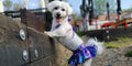 CuteBone Dog Bikini Dress, Stylish Swimsuit Costume for Small Dogs, Comfortable & Adjustable Puppy Bathing Suit, Soft Outfit Pet Apparel for Beach, Pool and Summer Fun DB07XS