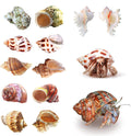 SINKOO 6PCS Hermit Crab Shells Medium to Large, Natural Sea Conch 2.3"-3.5"