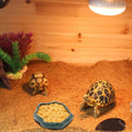 SLSON Small Reptile Feeder Terraium Bowl Plastic Shallow Reptile Feeder for Food and Water Feeding Dish for Lizard Gecko