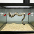 6 Pcs Terrarium Snake Branches, Branch Supports with Suction Cup for Snake Ball Python, Frog, Gecko, Jumping Spider Clim