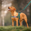 Annchwool No Pull Dog Harness with Soft Padded Handle & Front Clip