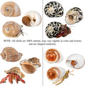 QICQDRAM 3PCS Hermit Crab Shells 2.9~3.3'' Large Seashells 1.2~2'' Opening