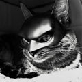 Cat Mask Cosplay, Cat Halloween Costumes, Funny Cat Costumes Accessories (Large)