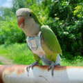 Snap-Closure Parrot Diapers with Adjustable Leash - Washable Bird Flight Suits for Cockatiels, Sun Conures & Quaker Parr
