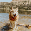 Wilderdog Dog Bandana with Lightweight Quick Drying Poly-Blend Mesh Material in