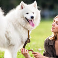 Moxweyeni 3 Pieces Loud Dog Collar Bells with Nylon Strap Pet Training Necklace Goat Bear Bell for Small Dog Collar Char