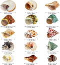 15PCS Hermit Crab Shells 1.6"-3.2", Growth Turbo Seashells