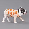 Fitwarm Pumpkin Dog Sweater, Thanksgiving Outfit for Small Dogs Boy Girl, Pet Outfit, Orange, Beige