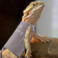Bearded Dragon Leash and Harness Set, Cute Adjustable Lizard Reptile Harness Costume Clothes with Short Leash for Small 