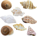 Finalery 8PCS Hermit Crab Shells，Medium & Large Natural Conch Shells