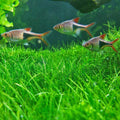 Freshwater Aquarium Decor, Easy Growing Dwarf Carpet for Fish Tank/Terrarium, Natural Aquatic Plant Growth Material – 1 