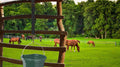 Adjustable Nylon Bucket Strap （3 Pack）- for Hay Nets, Water Buckets, Hanging Strap,Horse Outdoor Feeders,Heavy Duty Hors