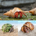 SINKOO 6PCS Hermit Crab Shells Medium to Large, Natural Sea Conch 2.3"-3.5"