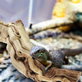 Janinka 14-17" Large Reptile Driftwood Branch for Bearded Dragon Gecko