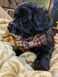 Lionet Paws Halloween Dog Collar with Bowtie - Cute Cotton Adjustable Fall Bowtie Dog Collar with Metal Buckle for Small