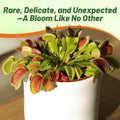 Outsidepride Venus Flytrap Seeds - 10 Pcs Perennial, Unique & Carnivorous, Indoor Plant Seeds for House Plants, Easy to 