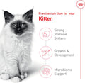 Royal Canin Feline Health Nutrition Kitten Dry Cat Food, 7 lb Bag