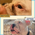 Paste for Bulldogs Wrinkle, Paw Balm & Dog Wound Care