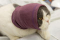 FDANDADE Cat Hematoma Ear Wrap, Cat Snood Anxiety Relief, Bath Accessories for Pet Grooming & Force Drying (Pail Lilac S)