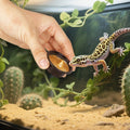 Plastic Gecko Feeding Cups, 0.5 oz Small Terrarium Bowls Reptiles Food Water Feeder Ledge Cups for Lizars,Bearded Dragon