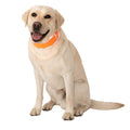 CoolerDog Hi-Vis Cooling Dog Collar for Large Dogs – Reflective Re-Freezable Ice Collar for Hot Weather & Heat Relief (Orange, Large)