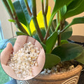 1 LB Fine Natural Silsand, Coarse Silica Sand for Plants, Aquariums, Fire Pits, Terrariums, Cactus and Succulent Plants 
