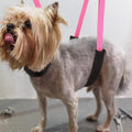 Dog Grooming Belly Strap - 3PCS Grooming Restraint Set Adjustable Belly Band Loops Strap with Padded Support & Loop Extension Straps Pet Grooming Harness Kit for Dogs (Voilet)