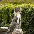 PILHCY 2 Extra Loud Dog and Cat Bells, Heavy Duty Copper Collar Bell with Quick Link for Pet Tracking