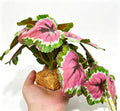 Fake Reptile Plants for Terrarium,Crested Gecko Tank Accessories