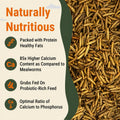 Natural Black Soldier Fly Larvae for Chickens, 85X More Calcium Than Mealworms-High Protein Grub Food Chicken Treats for