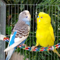 Colorful Bird Rope Perch Stand, Birdcage Swing Spiral Toys, Bird Climbing Standing Bungee Rope Perches Chew Toys Cage Accessories for Cockatiels Parrots Birds (15.7 inch /40 cm)
