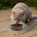 Sawysine 40 Pcs Disposable Pet Bowls Anti Ant Cat Dog Food Bowls Ant Proof Large Cat Wet Food Dishes Plastic Round No Spill Non Slip Feeder for Outdoor Pets Small Medium Size Dogs