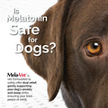 Mela-Vet Melatonin Calming Soft Chews for Dogs, Vet-Formulated to Provide Relaxation & Anxiety Relief, Helps Reduce Stress & Tension-Supports Healthier Skin & Coat.120 Tasty Soft Chews.