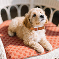 Maca Bates Fall Plaid Dog Collar,Pumpkin Charm,Small for Girl,BoyDogs