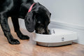 Cat Mate C300 Automatic Digital Pet Feeder for Dogs and Cats BPA and BHT Free with Ice Pack